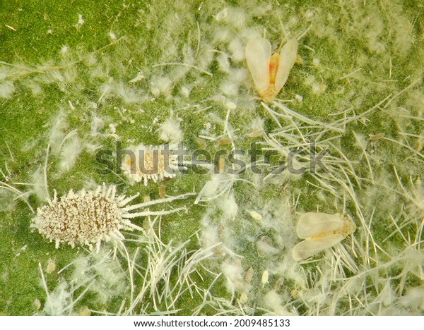 Citriculus Mealybug Pseudococcus Cryptus Homoptera Pseudococcidae Stock ...