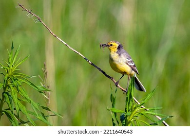 The Citrine Wagtail (Motacilla Citreola) Is A Small Songbird In The Family Motacillidae