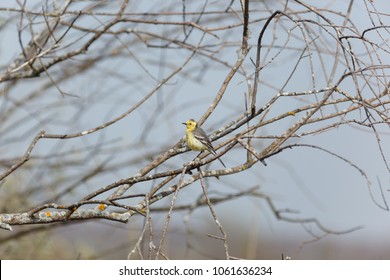 Citrine Wagtail (Motacilla werae).Vinogradovsky flood plain of the river Moscow. Russia - Shutterstock ID 1061636234