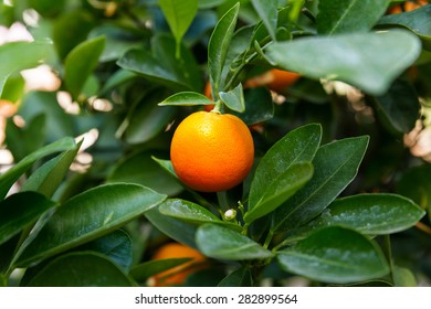 Citrofortunella Microcarpa (calamondin).  Natural Background With Calamondin Fruits In Foliage.