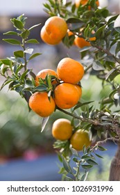 Citrofortunella Microcarpa Calamondin. Small Tree With Orange/mandarin Like Fruit.