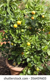 Citrofortunella Microcarpa; Citrus; Sinensis