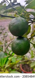 Citrofortunella Microcarpa Fruit In The Front Garden Area Of ​​the House