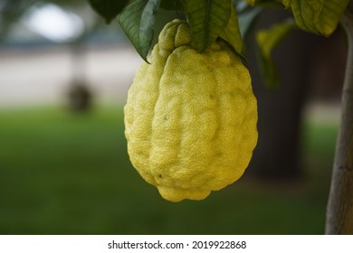 The citron (Citrus medica) is a large fragrant citrus fruit with a thick beef. Rutaceae family. This fruit weighs almost 1000 grams.