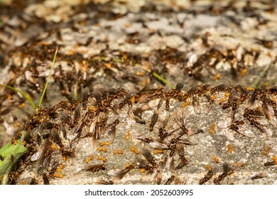 Citronella Ant Swarm (Lasius Interjectus)