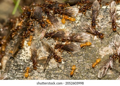 Citronella Ant Swarm (Lasius Interjectus)