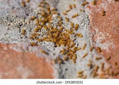 Citronella Ants On Brick In Springtime