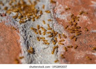 Citronella Ants On Brick In Springtime