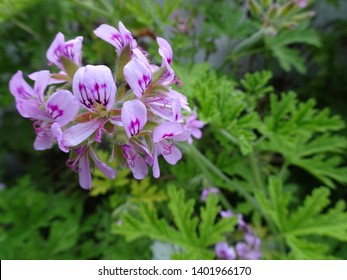 Citronella Floral, Citrus Plant Close-Up