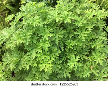 Citronella Foliage Plant