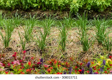 Citronella Grass In Garden, Backyard Garden,  Home-grown Vegetable