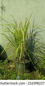 Citronella Leaf Herb Growing In Small Pots