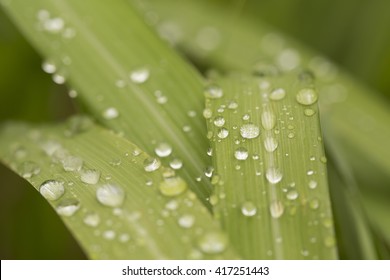 Citronella Leaf With Water Droplets