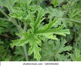 Citronella Plant, Citrus Plant Close-Up