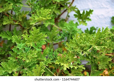 Citronella Plant Display