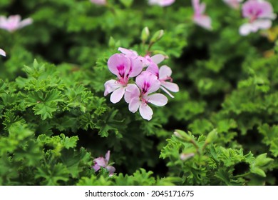 A Citronella Plant In Full Bloom With Pink Flowers