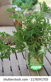 Citronella Plant In Green Mason Jar