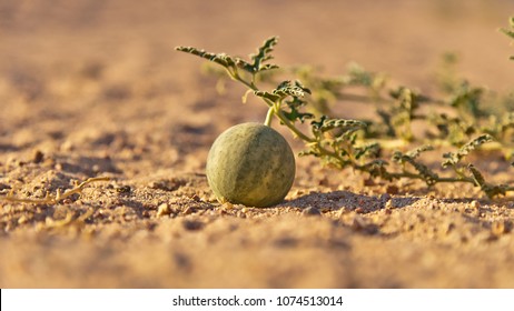 Citrullus Colocynthis Closeup