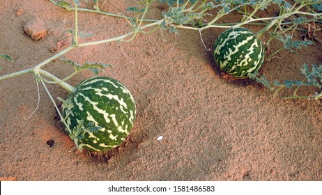 Citrullus Colocynthis/ Colocynth/ Desert Gourd