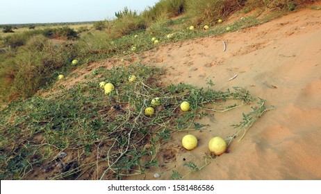 Citrullus Colocynthis/ Colocynth/ Desert Gourd