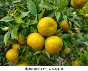 Citrus Aurantium L Fruits Tree Citrus Stock Photo 1741331735 | Shutterstock