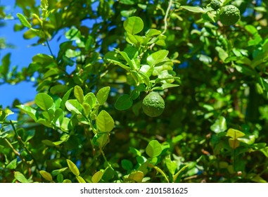 Citrus Bergamia On The Leaves, Bergamot On The Green Leaves Background, Citrus Bergamia Is A Small Tree That Blossoms During The Winter, Bergamot Fruit Contains Flavonoid Phytochemicals.