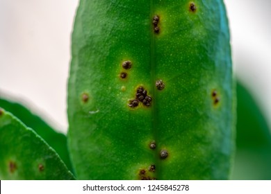 Citrus Canker Disease Brown Spots On Stock Photo (Edit Now) 1245845278