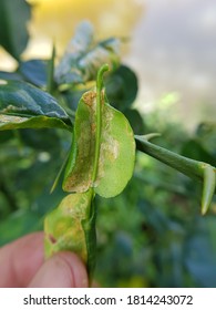 339 Pomelo pest Images, Stock Photos & Vectors | Shutterstock