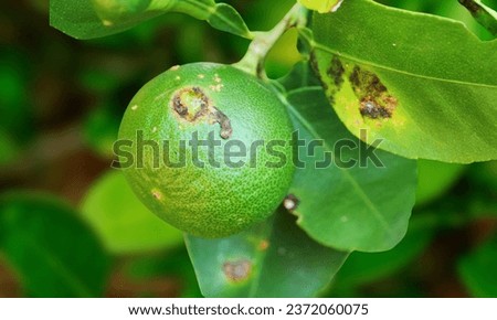 citrus canker disease is the important disease causing damage quality of citrus fruit production,it caused by bacteria. disease of orange.