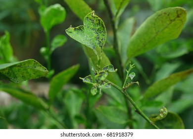 Citrus Canker Lemon Tree This Disease Stock Photo 681918379 | Shutterstock