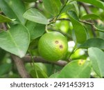 Citrus canker on lime is a bacterial disease that causes lesions on the fruit, leaves, and stems.