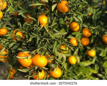 Citrus Clementina Orange Tree 
Valencia Spain