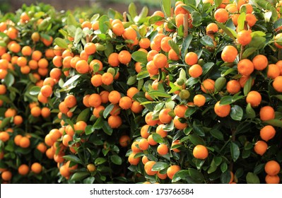 Citrus Fruits Grow On Tree 