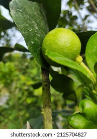 Citrus Is A Genus Of Flowering Trees And Shrubs In The Rue Family