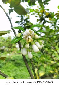 Citrus Is A Genus Of Flowering Trees And Shrubs In The Rue Family