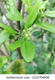 Citrus Is A Genus Of Flowering Trees And Shrubs In The Rue Family