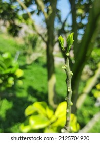 Citrus Is A Genus Of Flowering Trees And Shrubs In The Rue Family