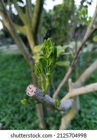 Citrus Is A Genus Of Flowering Trees And Shrubs In The Rue Family