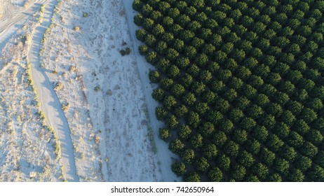 Citrus Grove + Desert