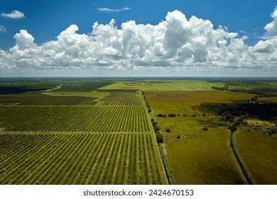 Citrus grove farmlands with rows of orange trees growing in rural Florida on a sunny day - Powered by Shutterstock