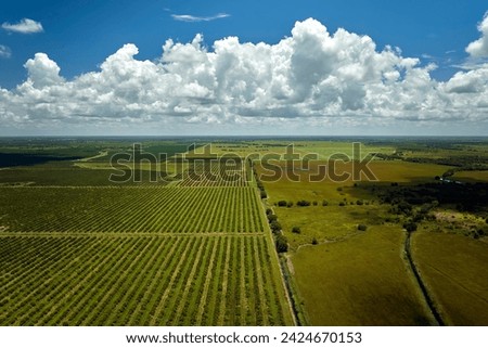 Citrus grove farmlands with rows of orange trees growing in rural Florida on a sunny day