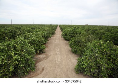 Citrus Grove. Oranges, Lemons, Limes, And Other Citrus Grow In Rows In A Citrus Grove In Central California. Bakersfield California Is Known For Growing Food For People Around The World.