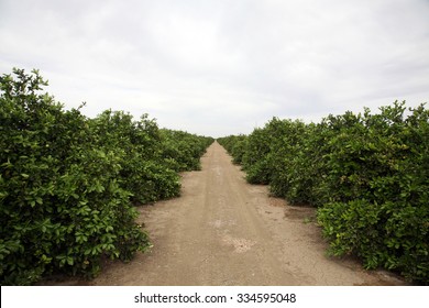 Citrus Grove. Oranges, Lemons, Limes, And Other Citrus Grow In Rows In A Citrus Grove In Central California. Bakersfield California Is Known For Growing Food For People Around The World.