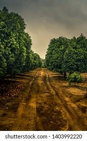 Citrus Grove In Redlands, California.