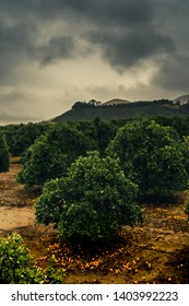 Citrus Grove In Redlands, California.