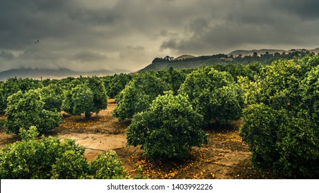 Citrus Grove In Redlands, California.