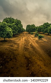 Citrus Grove In Redlands, California.