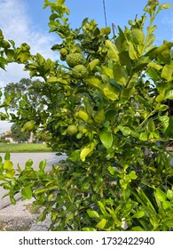 Citrus Hystrix , Called The Kaffir Lime, Makrut Lime