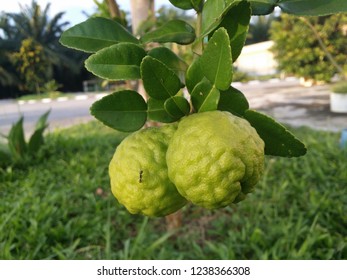 Citrus Hystrix Plant