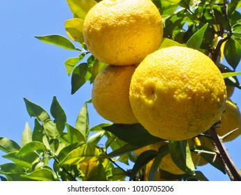 Citrus Junos Fruits